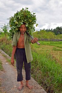 Rice fields bauer farmer