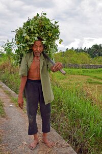 Rice fields bauer farmer photo