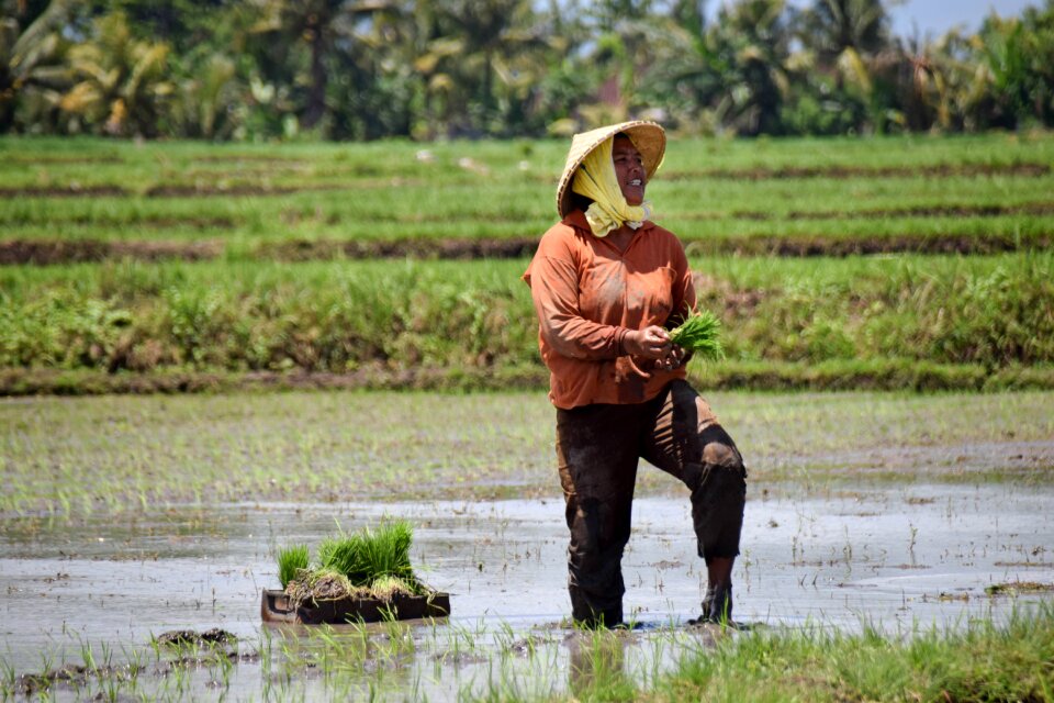 Rice fields panorama landscape