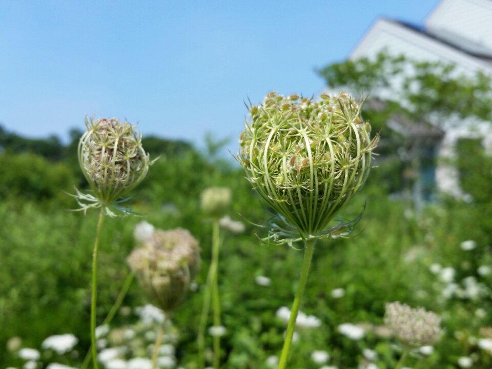 Nature garden blossoms