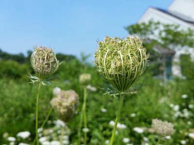 Nature garden blossoms