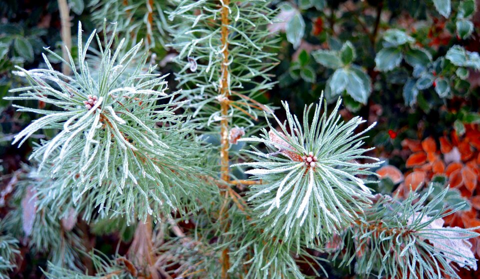 Pine branch branch frost photo