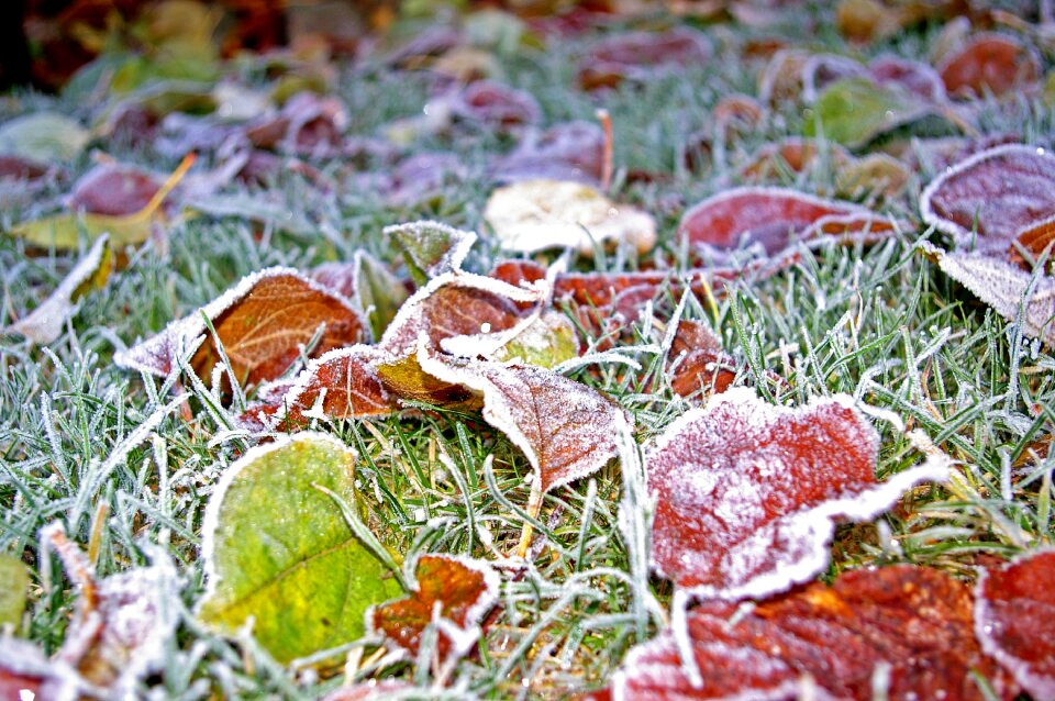Winter frosty halme