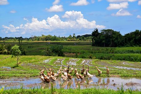 Rice fields landscape agriculture photo