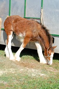 Pasture eat grass