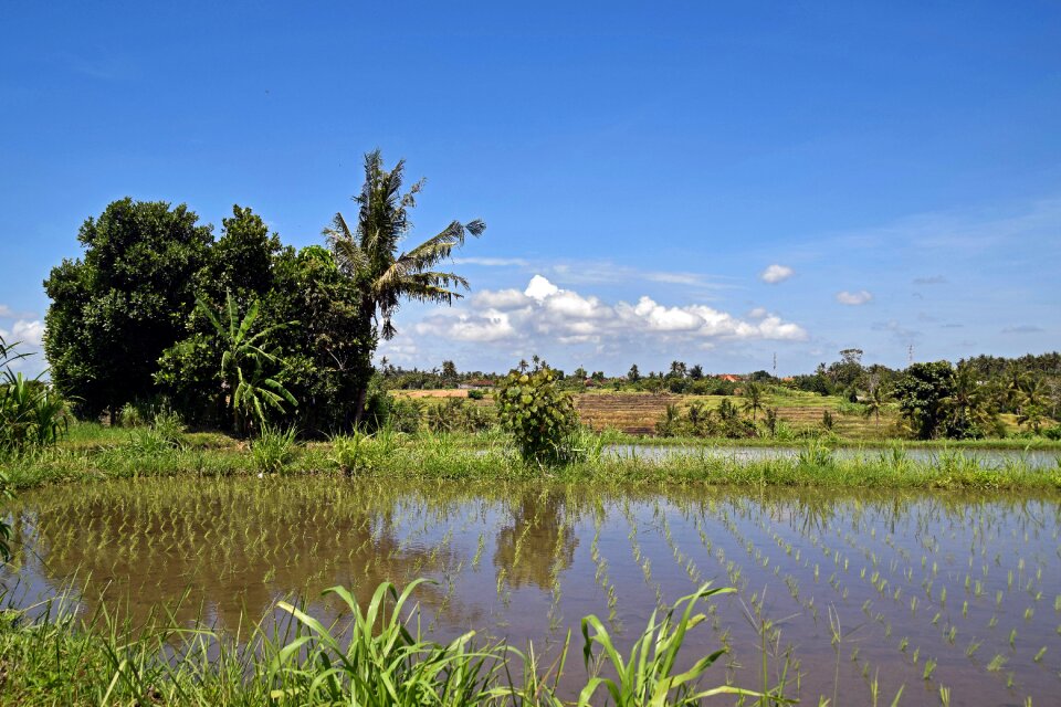 Rice fields nature landscape