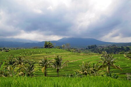 Rice terraces panorama landscape photo