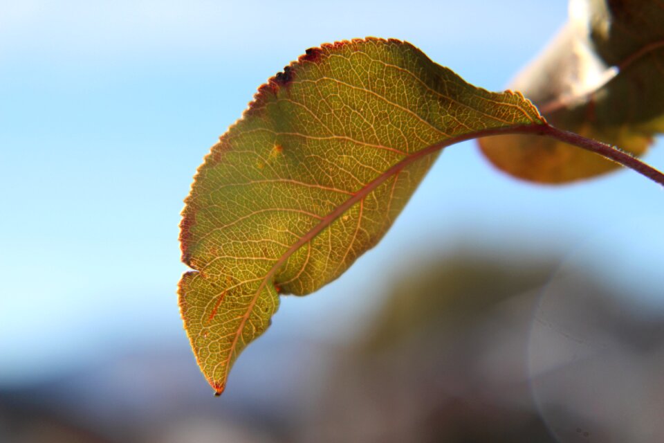 Outdoor leaves sunlight