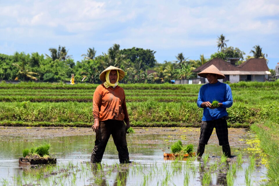 Rice fields panorama landscape