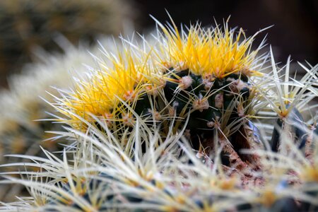 Nature botany botanical garden