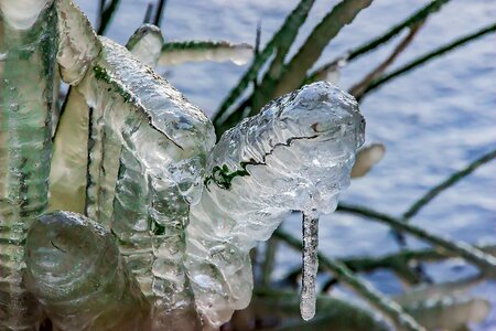 Juncus effusus ice transparent photo