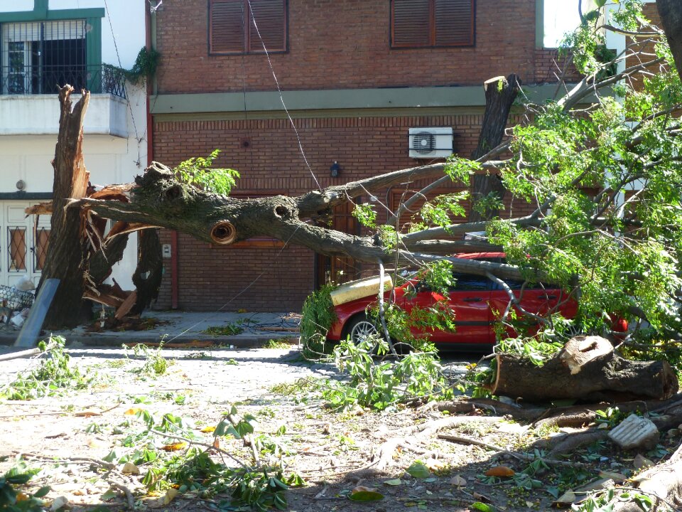 Winds nature tree