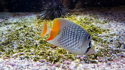 Monaco reefs sea photo