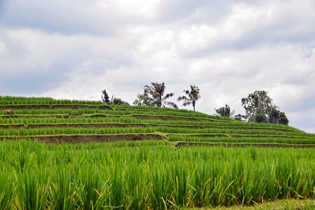 Rice terraces panorama landscape photo