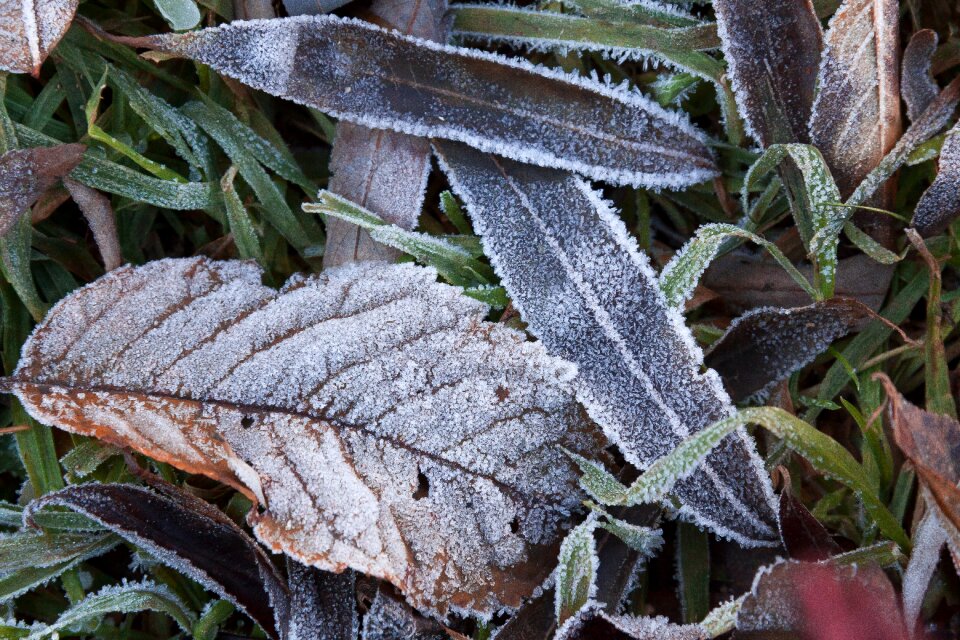 Grass winter cold