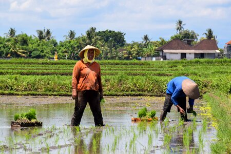Travel rice fields panorama