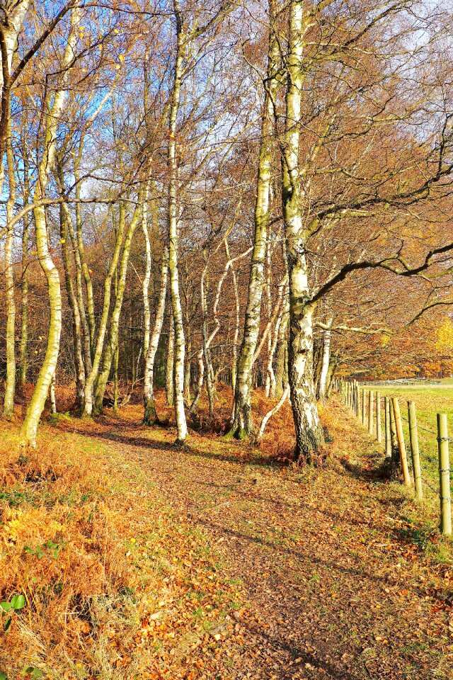 Nature landscape forest