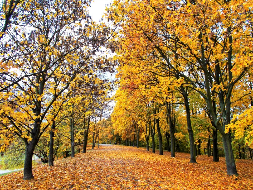 Foliage tree autumn gold photo