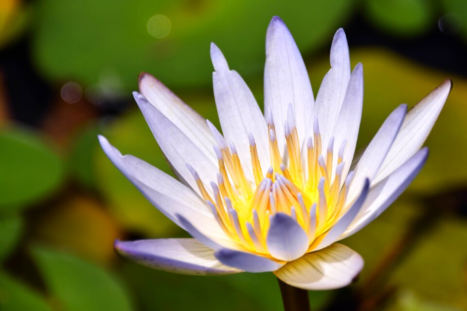 Nature botany flower