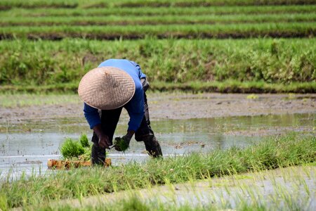 Rice fields panorama landscape