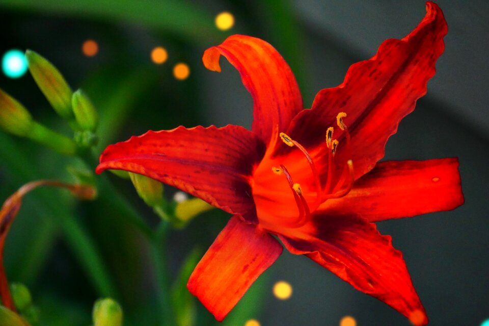 Floral blossom summer