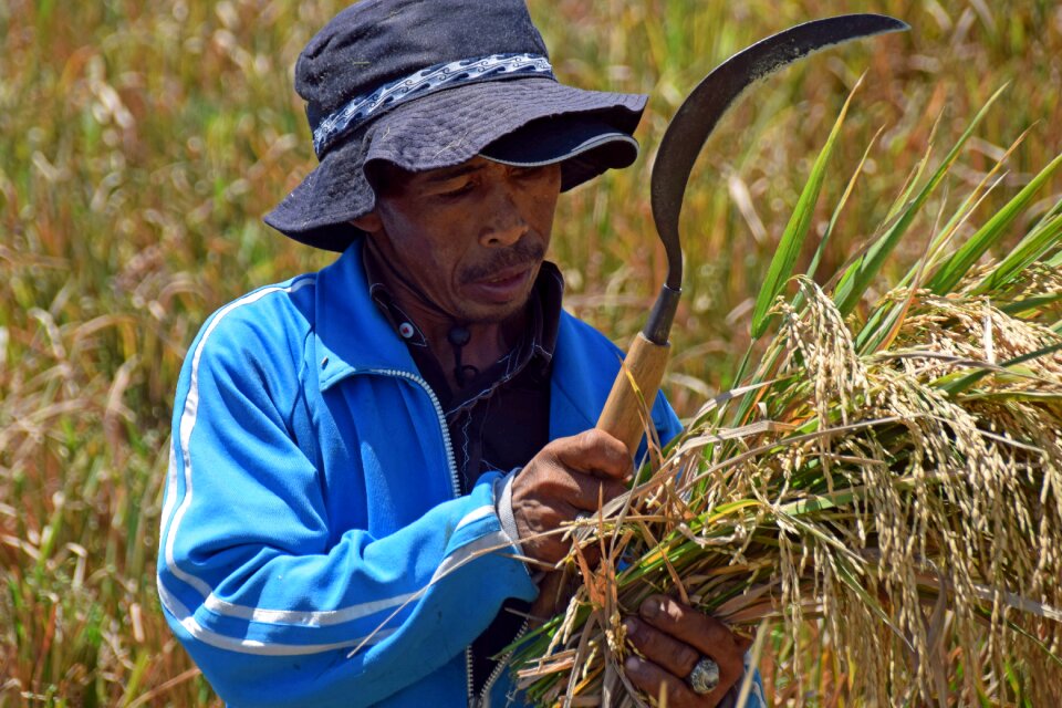 Rice fields harvest rice harvest
