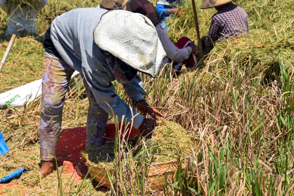 Rice fields harvest rice harvest
