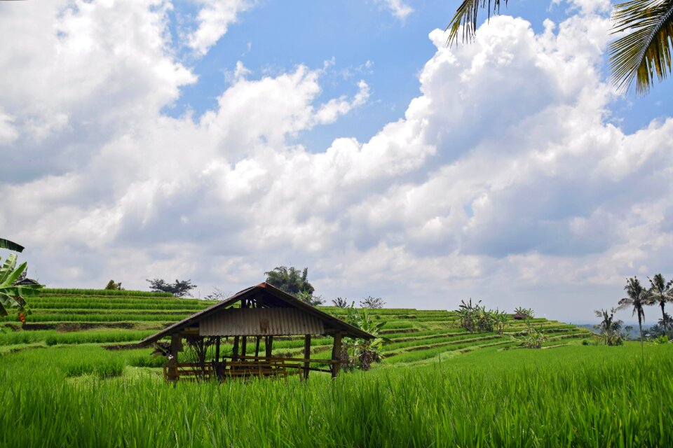 Rice terraces panorama landscape