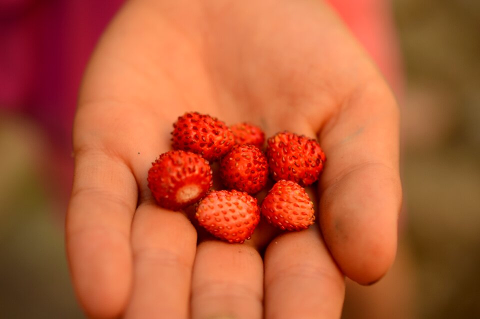 Berries red garden