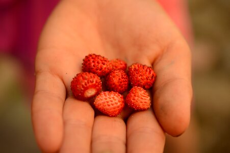 Berries red garden