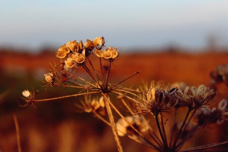 Mood landscape branch photo