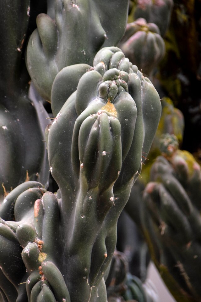Nature botany botanical garden