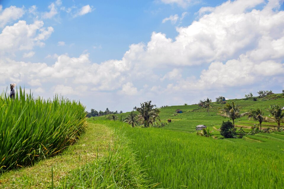 Rice terraces panorama landscape