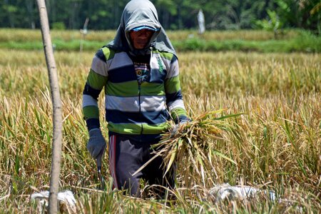 Rice fields harvest rice harvest