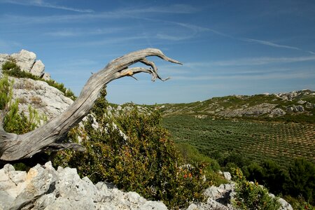 Provence alpilles valley of the fox