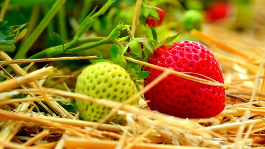 Fruits fresh tasty