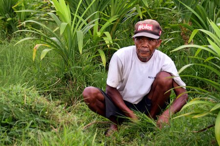 Rice fields bauer farmer photo