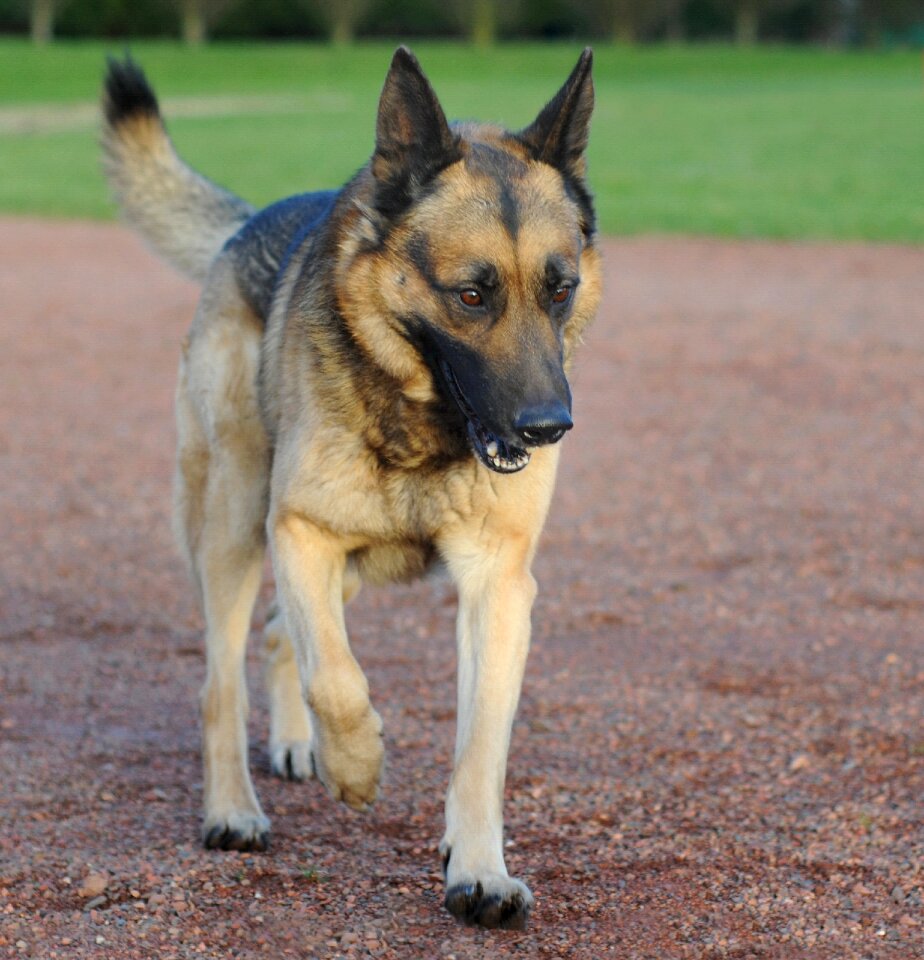 German shepherd animal walk