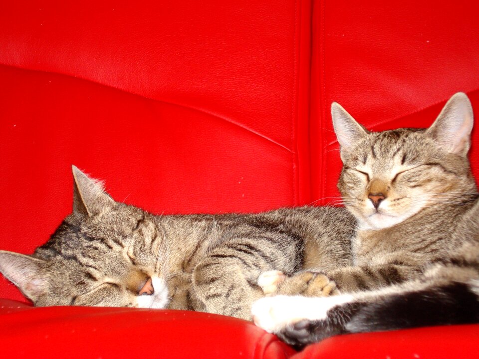 Kitten tomcat domestic cat