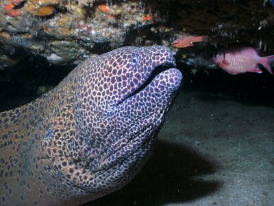 Honeycomb moray eel aliwal shoal coral reef photo
