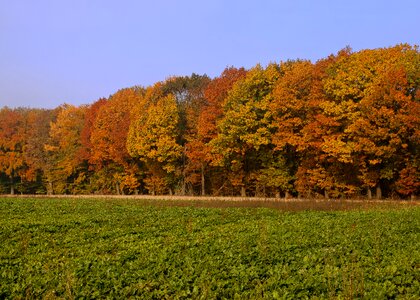 Fall foliage color nature photo