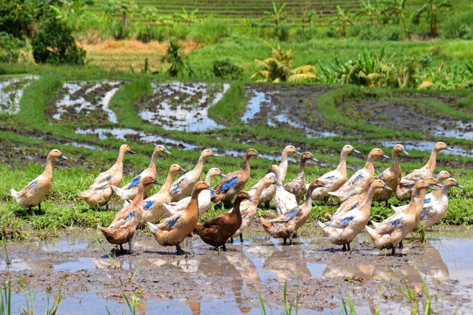 Rice fields landscape agriculture