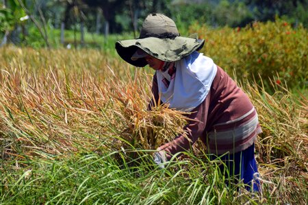 Rice fields harvest rice harvest