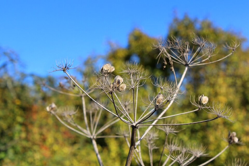 Nature close up autumn