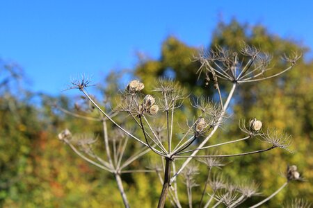 Nature close up autumn