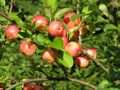 Apple fruit apples