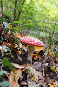 Forest poison red hat