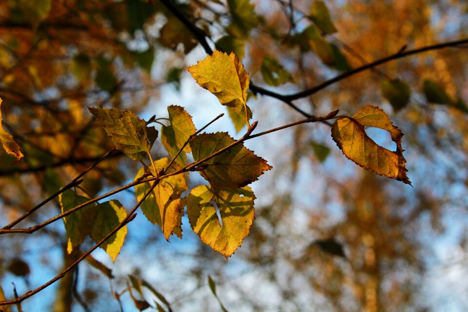 Autumn forest plant