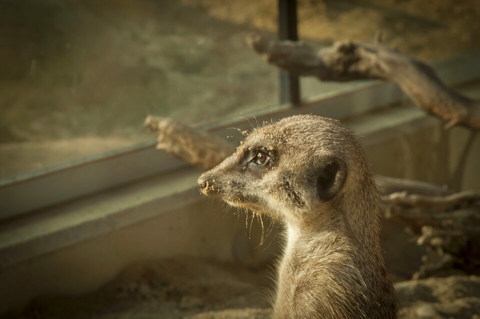 Animal world nature animal