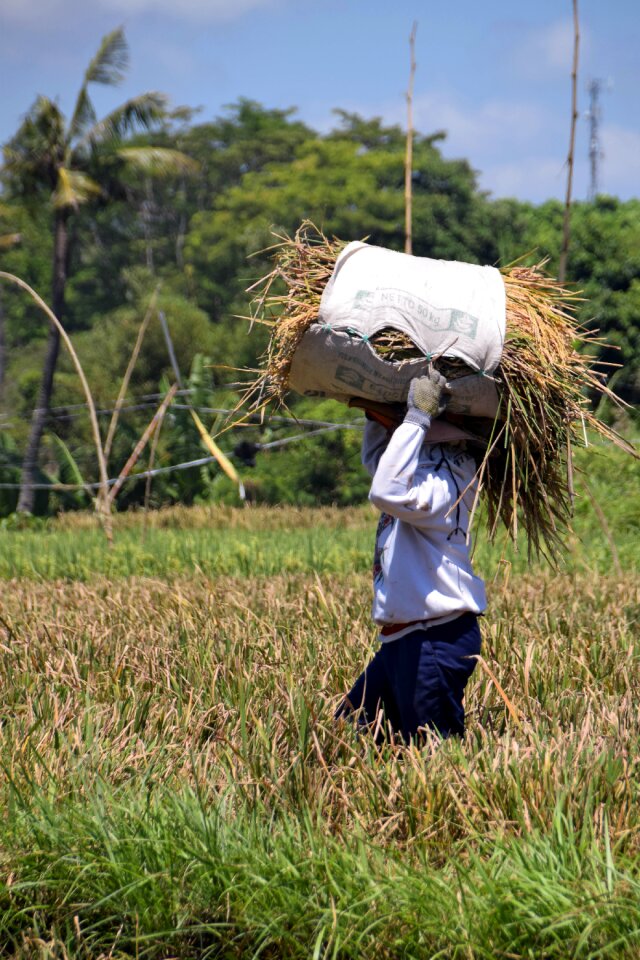 Paddy harvest rice harvest